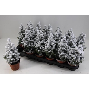 CHAM THY TOP POINT P09 SNOW