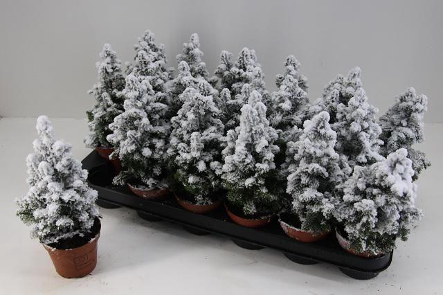 <h4>CHAM THY TOP POINT P09 SNOW</h4>