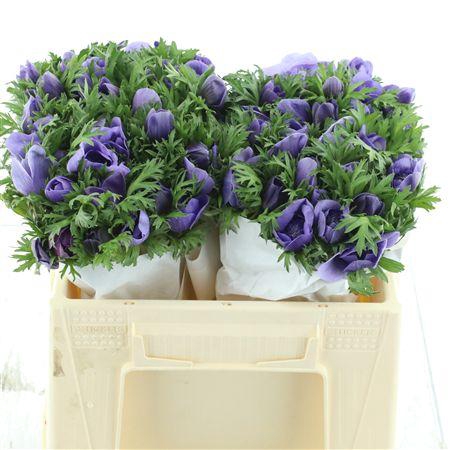 <h4>Anem Mistral Azuur Blue Super</h4>