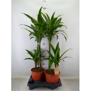 Dracaena frag.   ...