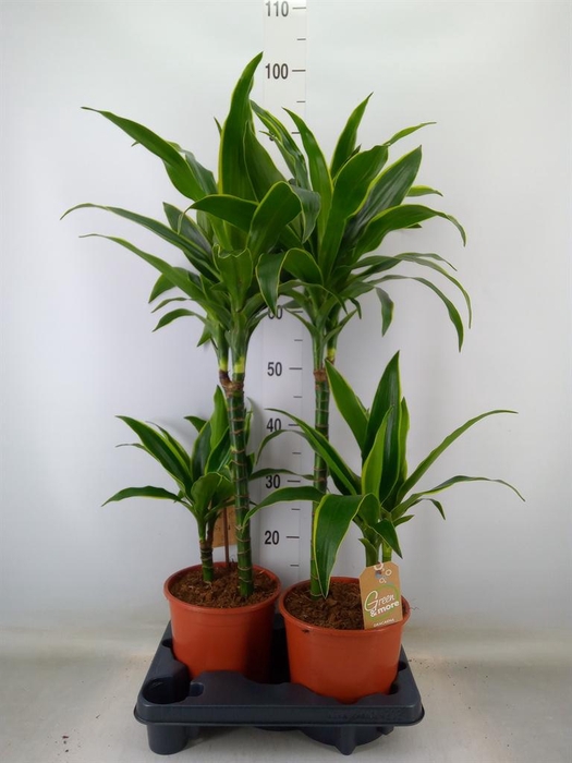 <h4>Dracaena frag.   ...</h4>