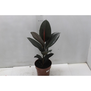 FICUS ELASTICA BURGUNDY P17