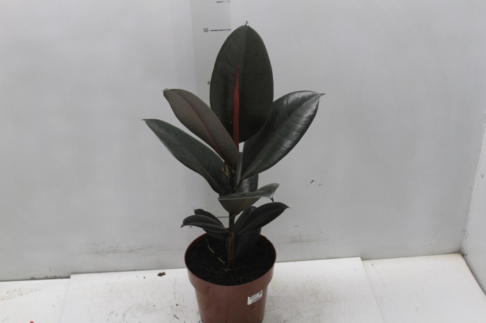 <h4>FICUS ELASTICA BURGUNDY P17</h4>
