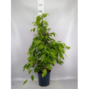 Ficus benja. 'Golden King'
