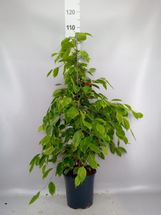 <h4>Ficus benja. 'Golden King'</h4>
