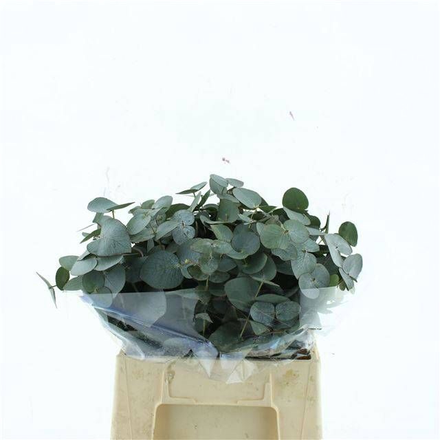 <h4>EUCA CINEREA</h4>