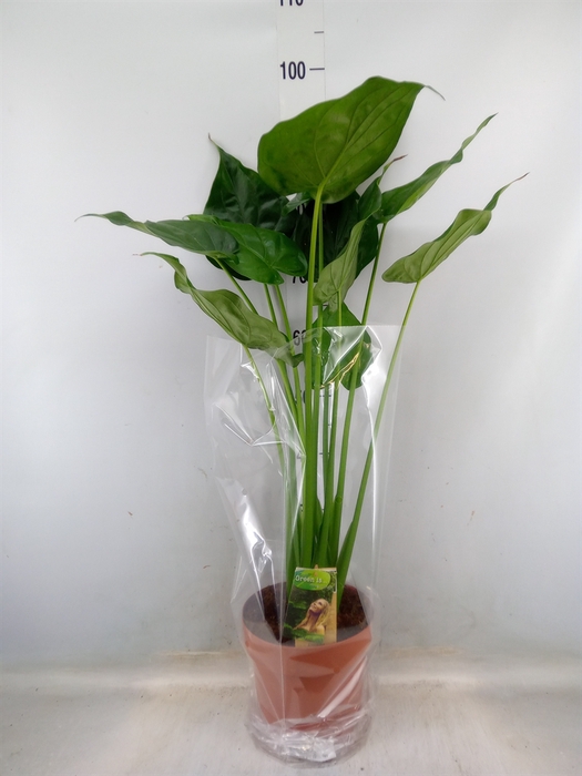 <h4>Alocasia cucullata</h4>