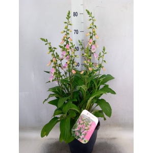 Digitalis purp.