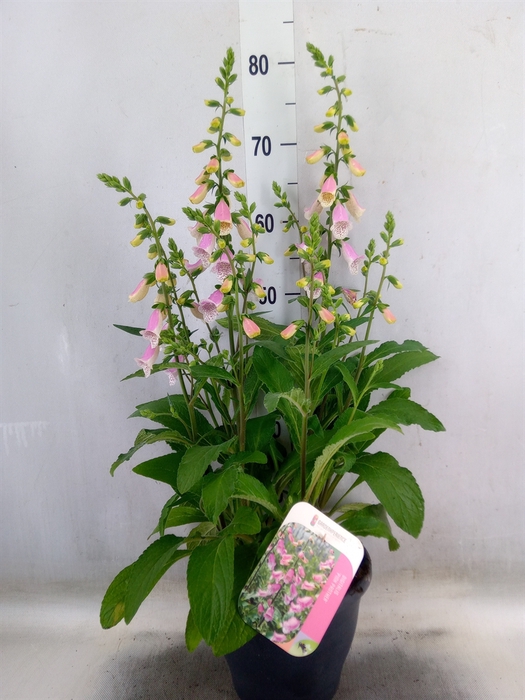 <h4>Digitalis purp.</h4>