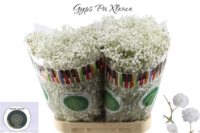 <h4>GYPS PA XLENCE</h4>