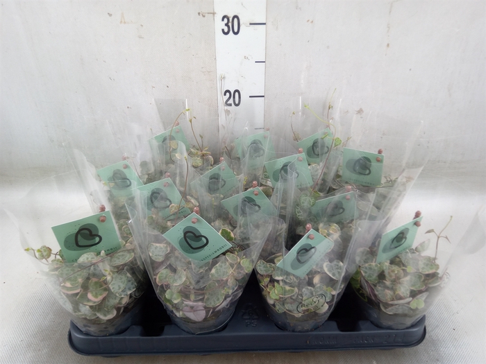 <h4>Ceropegia woodii 'Variegata'</h4>