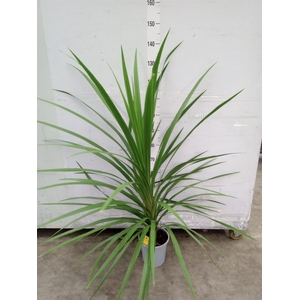 Cordyline indivisa 'Peko'