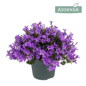 Campanula portenschlagiana Ambella Intens Purple