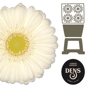 Germini Albino Diamond