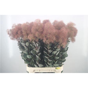 Cotinus C Magical Torch Xxl