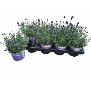 LAVAN ANGUSTIFOLIA BLUE P12