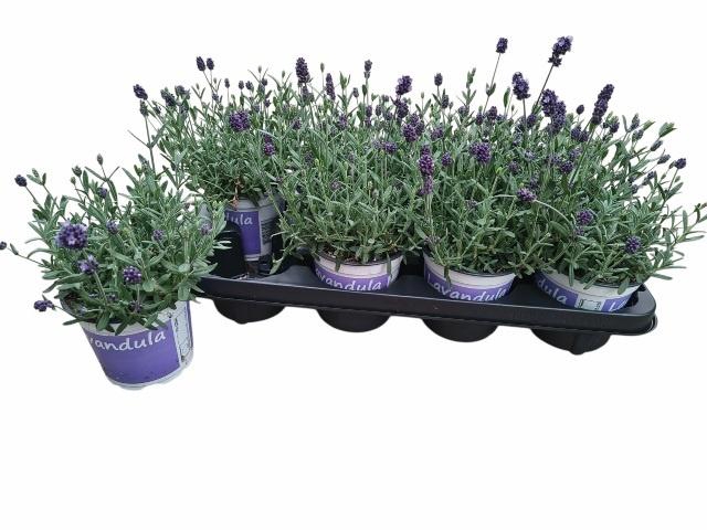 <h4>LAVAN ANGUSTIFOLIA BLUE P12</h4>
