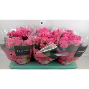 Begonia elat. HL 'Adonia Pink'