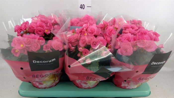 <h4>Begonia elat. HL 'Adonia Pink'</h4>