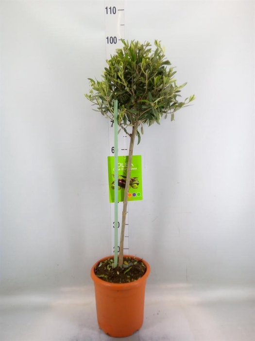 <h4>Olea europaea</h4>