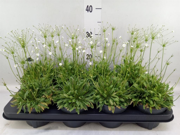 <h4>Androsace   ...</h4>