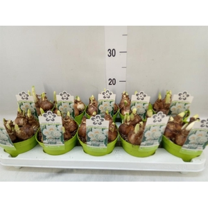 Narcissus DU 'Bridal Crown'