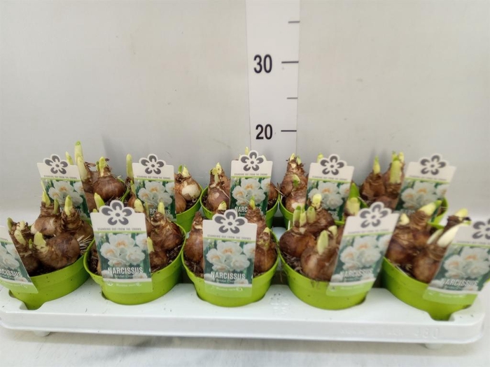 <h4>Narcissus DU 'Bridal Crown'</h4>