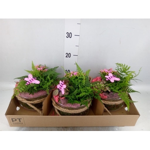 Arr. Planten L%