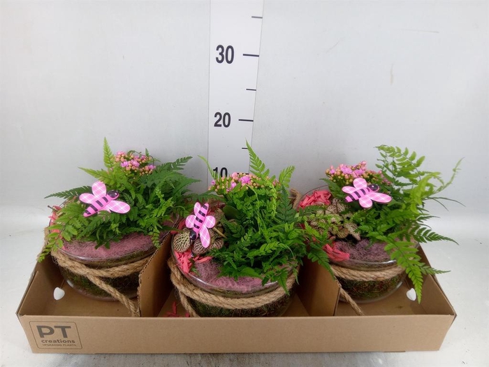 <h4>Arr.    Planten  L%</h4>