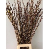 SALIX WILGENKATJES 100CM