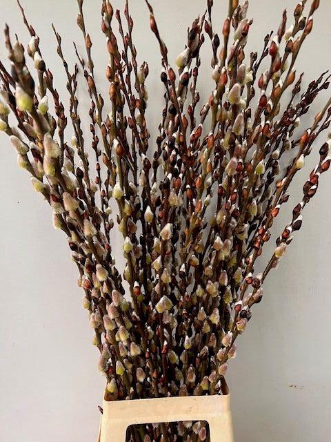 <h4>SALIX WILGENKATJES</h4>