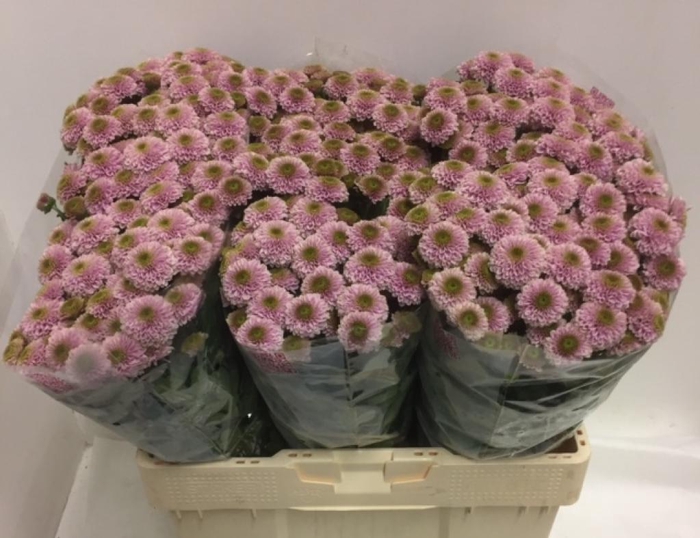 <h4>CHR SAN DORIA PINK</h4>