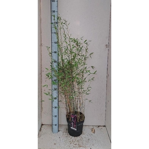 Fargesia (Jiuzhaigou Grp) Deep Purple