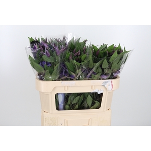Clem Di Bl Pirouette
