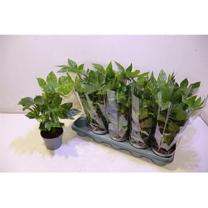 Fatsia Ov