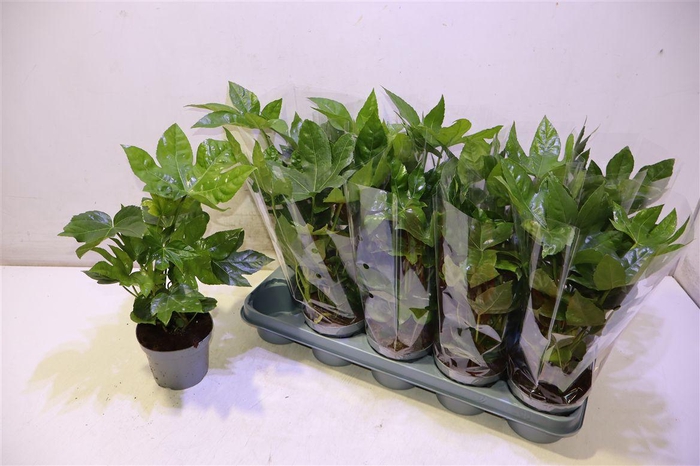 <h4>Fatsia Ov</h4>
