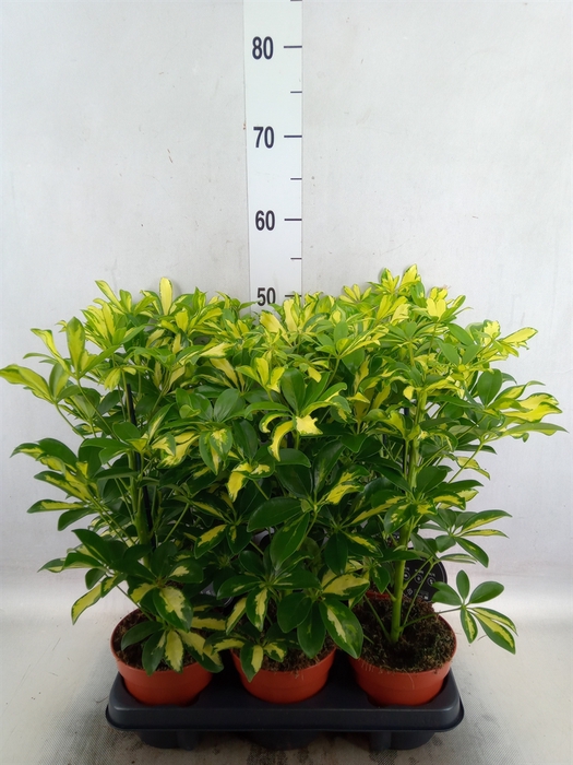 <h4>Schefflera arbor. 'Gerda'</h4>