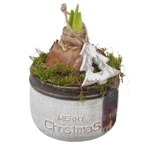 PTACH2519 Arrangementen Kerst
