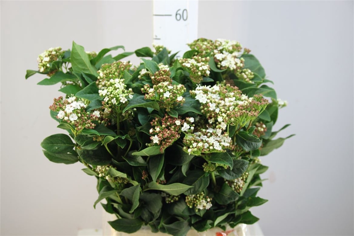 <h4>Viburnum Macrophylla</h4>