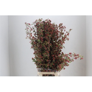 Cotoniaster Berry Sup P Bunch