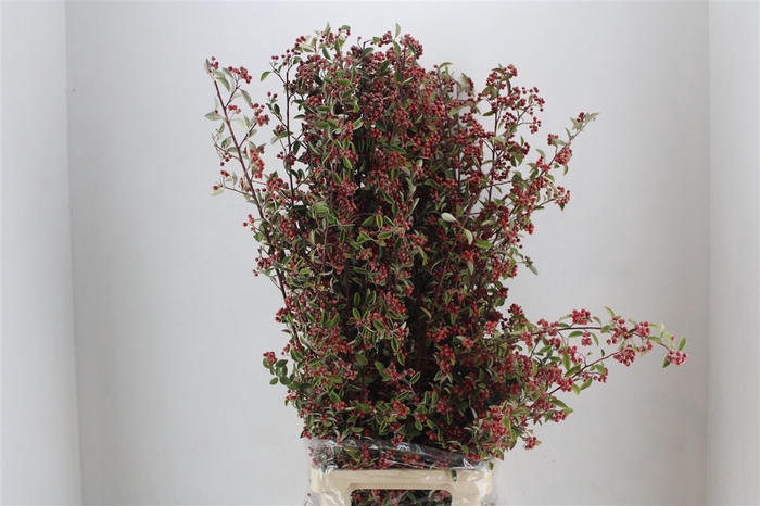 <h4>Cotoniaster Berry Sup P Bunch</h4>