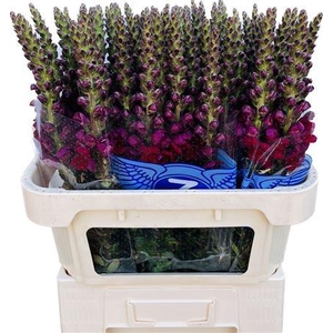 Antirrhinum Poto Red