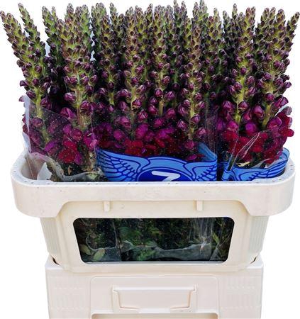 <h4>Antirrhinum Poto Red</h4>