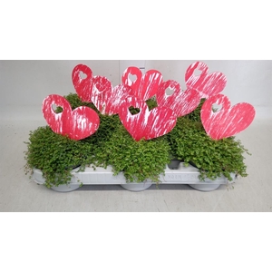 Soleirolia soleirolii   ...green