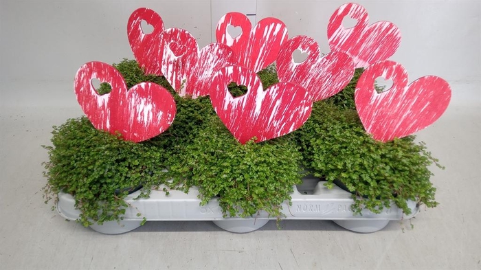 <h4>Soleirolia soleirolii   ...green</h4>