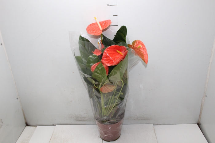 <h4>ANTHURIUM PRINCE OF ORANGE P17</h4>