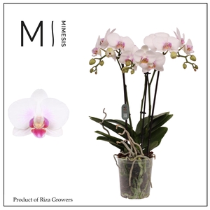 Phalaenopsis Neisse 3 spike – 12cm | Mimesis