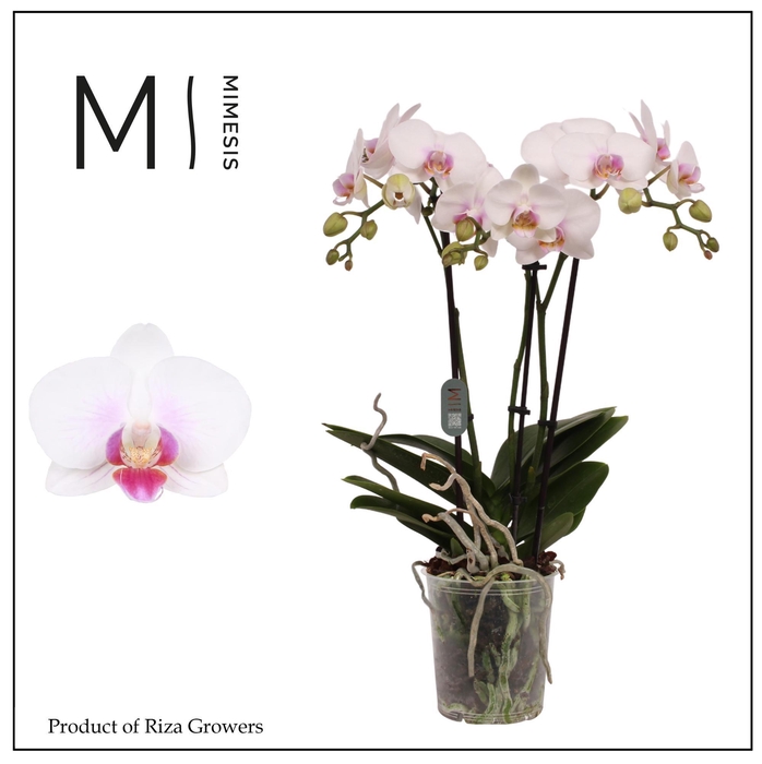 <h4>Phalaenopsis Neisse 3 spike – 12cm | Mimesis</h4>