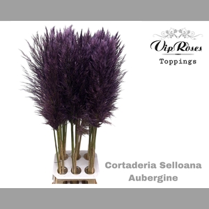 CORTADERIA SELLOANA AUBERGINE