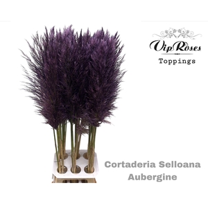 CORTADERIA SELLOANA AUBERGINE